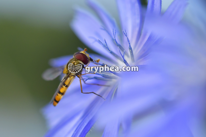 Syrphe sur fleur de Chicorée - gryphea.com